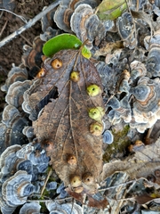 Pachypsylla celtidisumbilicus