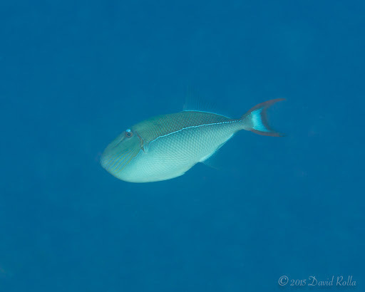 Bluelined Triggerfish