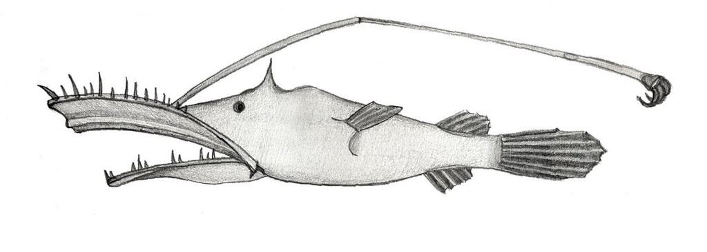 Lasiognathus beebei