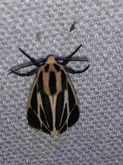 Apantesis carlotta
