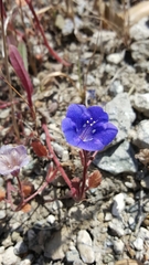 Phacelia campanularia