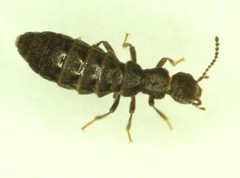 Diaulota densissima