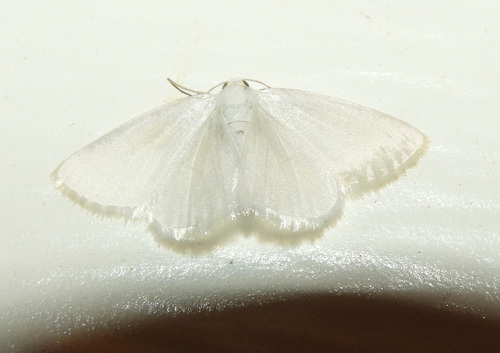 White Spring Moth photo 4