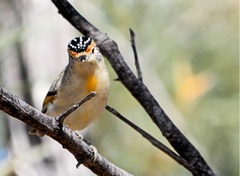 Pardalotus rubricatus