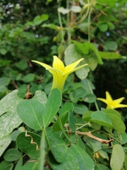 Schizocarpum palmeri