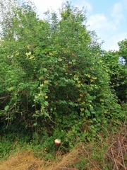 Schizocarpum palmeri