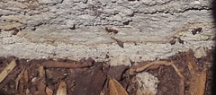 Formicidae