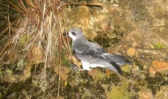 Pterodroma pycrofti