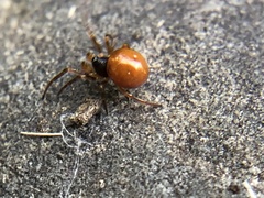 Crustulina sticta