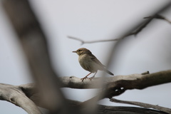 Cincloramphus mathewsi