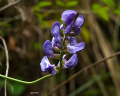 Lathyrus pubescens