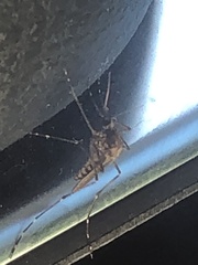 Aedes camptorhynchus