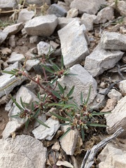 Euphorbia exstipulata
