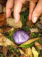 Cortinarius subfoetidus