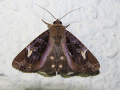 Ercheia pulchrivenula