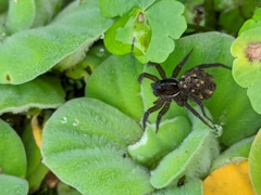 Allocosa paraguayensis
