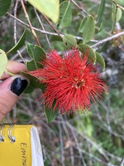 Metrosideros collina