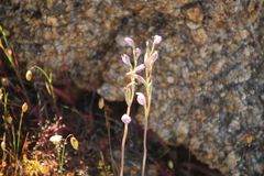 Thelymitra petrophila