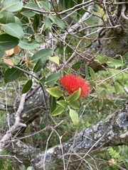 Metrosideros collina