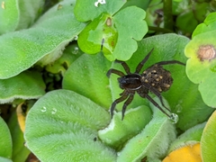 Allocosa paraguayensis