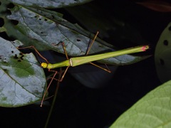 Marmessoidea rosea