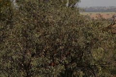 Eucalyptus caesia caesia