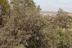 Eucalyptus caesia caesia