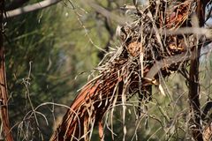 Eucalyptus caesia caesia