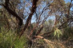 Eucalyptus caesia caesia