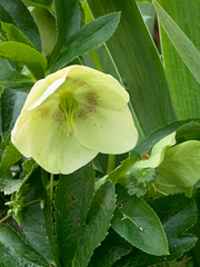 Helleborus viridis