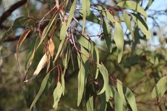 Eucalyptus caesia caesia