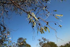 Eucalyptus caesia caesia