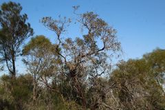 Eucalyptus caesia caesia