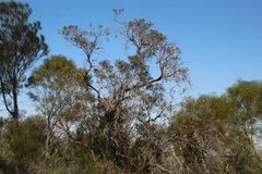 Eucalyptus caesia caesia