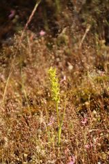 Prasophyllum gracile