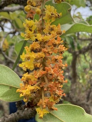 Byrsonima verbascifolia