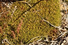 Triquetrella papillata