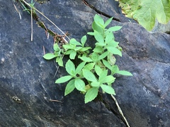 Erythranthe cardinalis