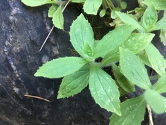Erythranthe cardinalis