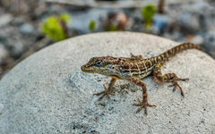 Anolis lineatus