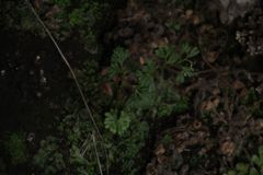 Anogramma leptophylla