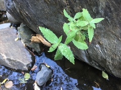 Erythranthe cardinalis