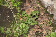 Anogramma leptophylla