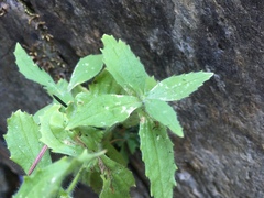 Erythranthe cardinalis