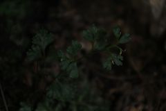 Anogramma leptophylla