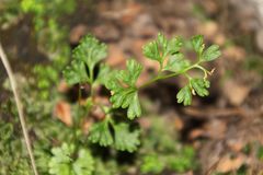 Anogramma leptophylla