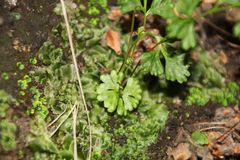 Anogramma leptophylla