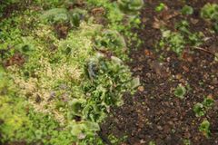 Anogramma leptophylla