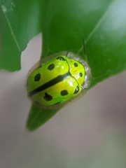 Coptocycla adamantina