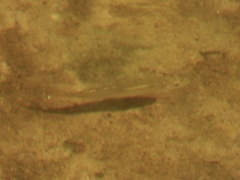 Notemigonus crysoleucas